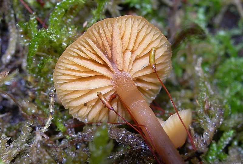 Specie 2006 :   Galerina uncialis        (Britzelm.)  Khner